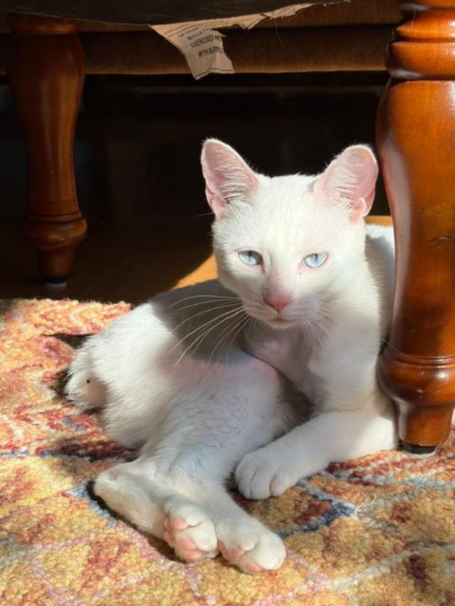 Enlarge Mila, a Adoptable Domestic Short Hair in Rochester, WA image 4/5