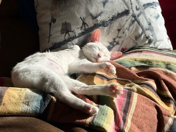 Enlarge Mila, a Adoptable Domestic Short Hair in Rochester, WA image 5/5