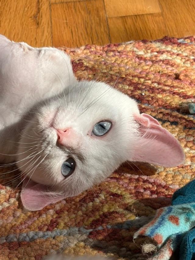 Enlarge Mila, a Adoptable Domestic Short Hair in Rochester, WA image 1/5