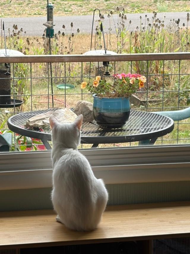 Enlarge Mila, a Adoptable Domestic Short Hair in Rochester, WA image 3/5