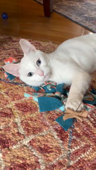 Enlarge Mila, a Adoptable Domestic Short Hair in Rochester, WA video 2/5