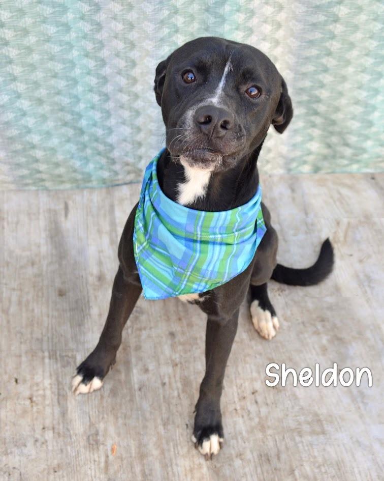 Sheldon, Adoptable, Adult Male Pit Bull Terrier.