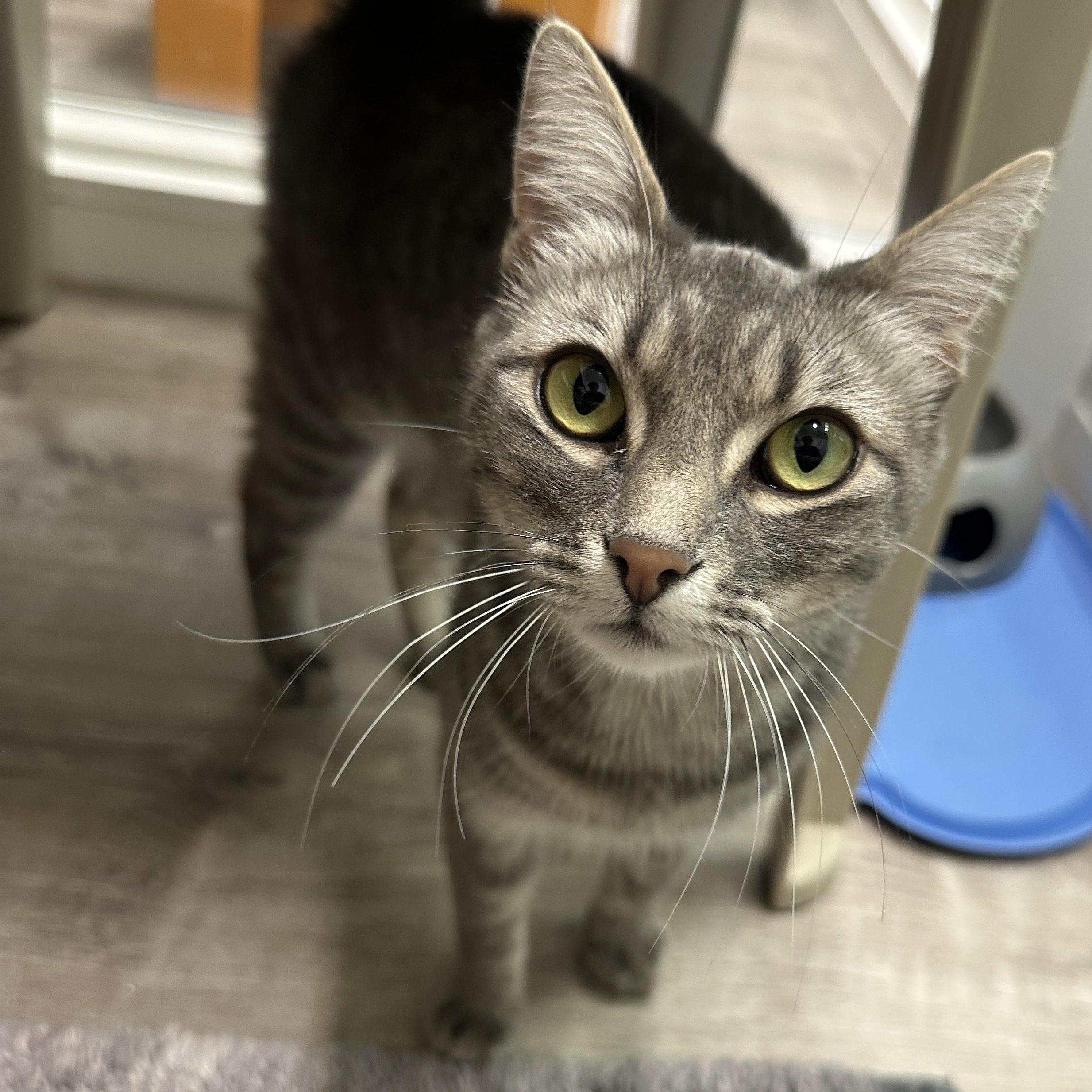 Winnie, Adoptable, Adult Female Domestic Short Hair.