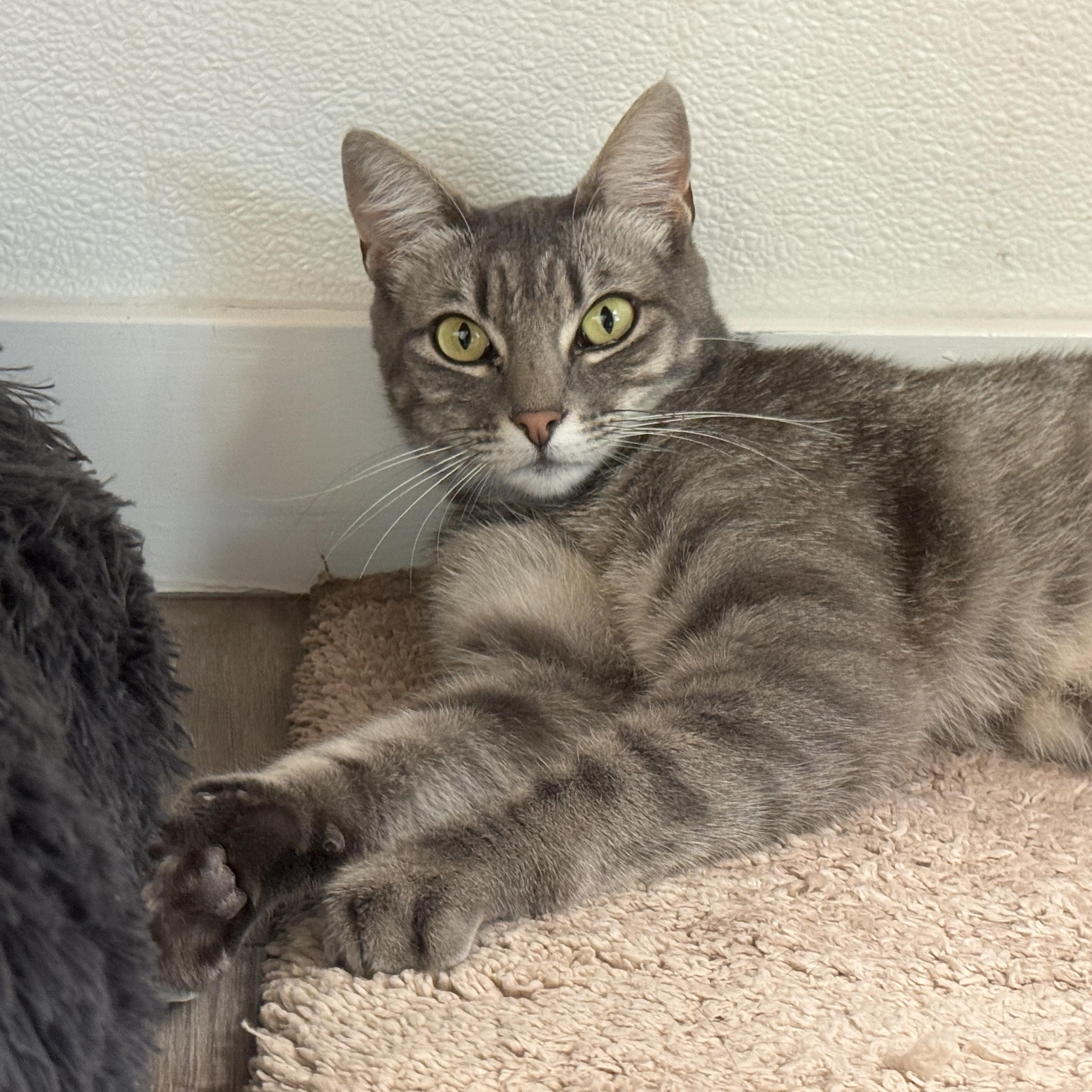 Winnie, a Adoptable mixed breed in San Carlos, CA image 2/2