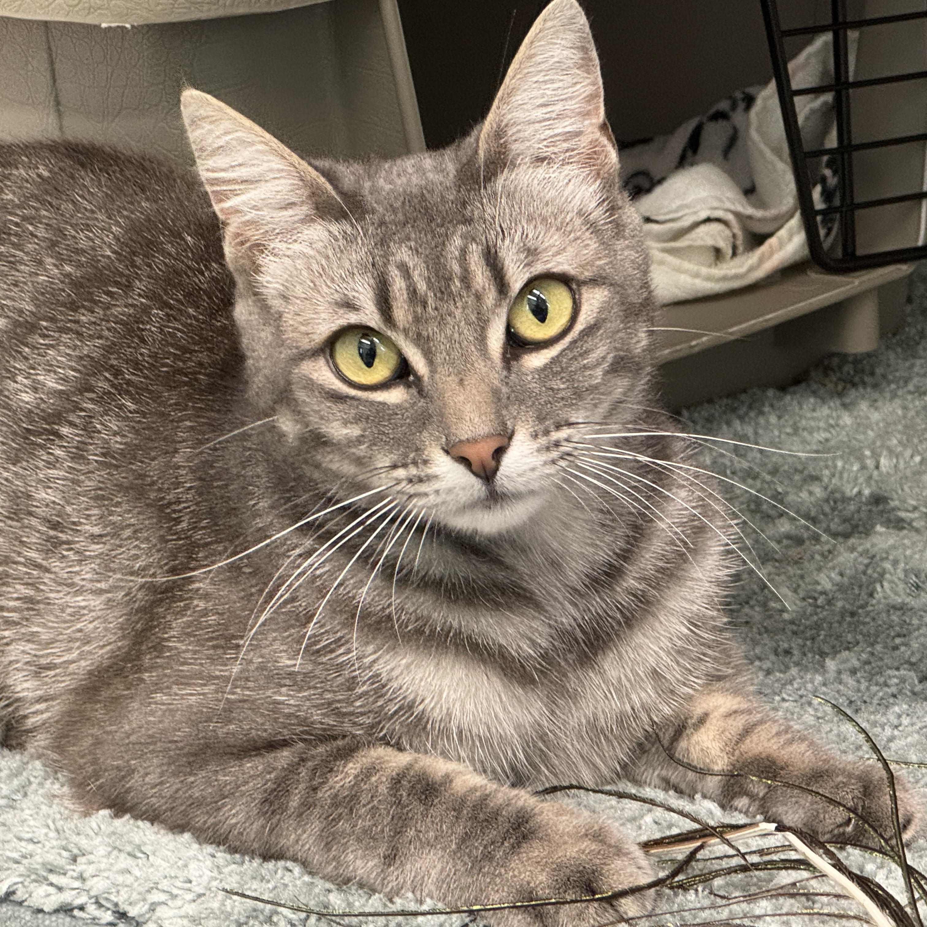 Winnie, Adoptable, Adult Female Domestic Short Hair.
