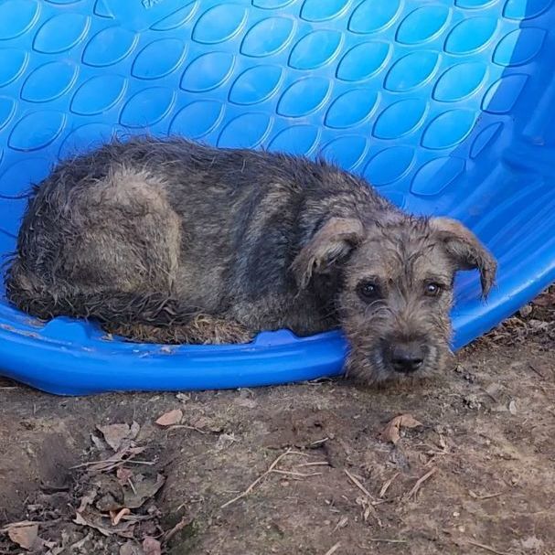 Alfie, Adopted, Puppy Male Miniature Schnauzer & Miniature Poodle.