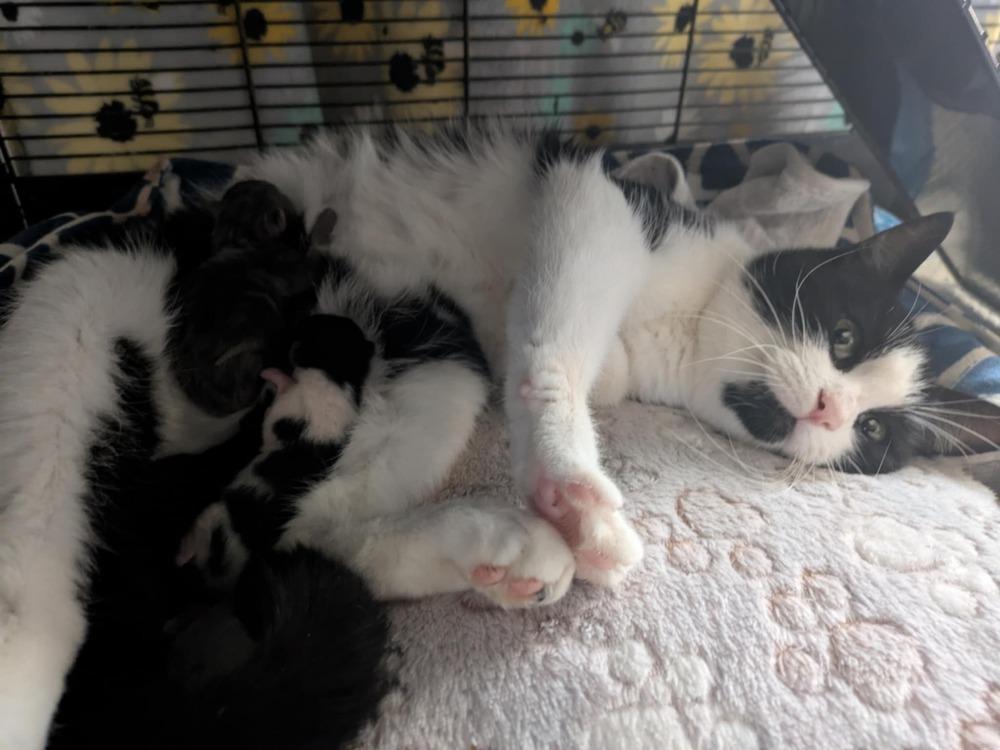 Story, Adoptable, Adult Female Domestic Short Hair.