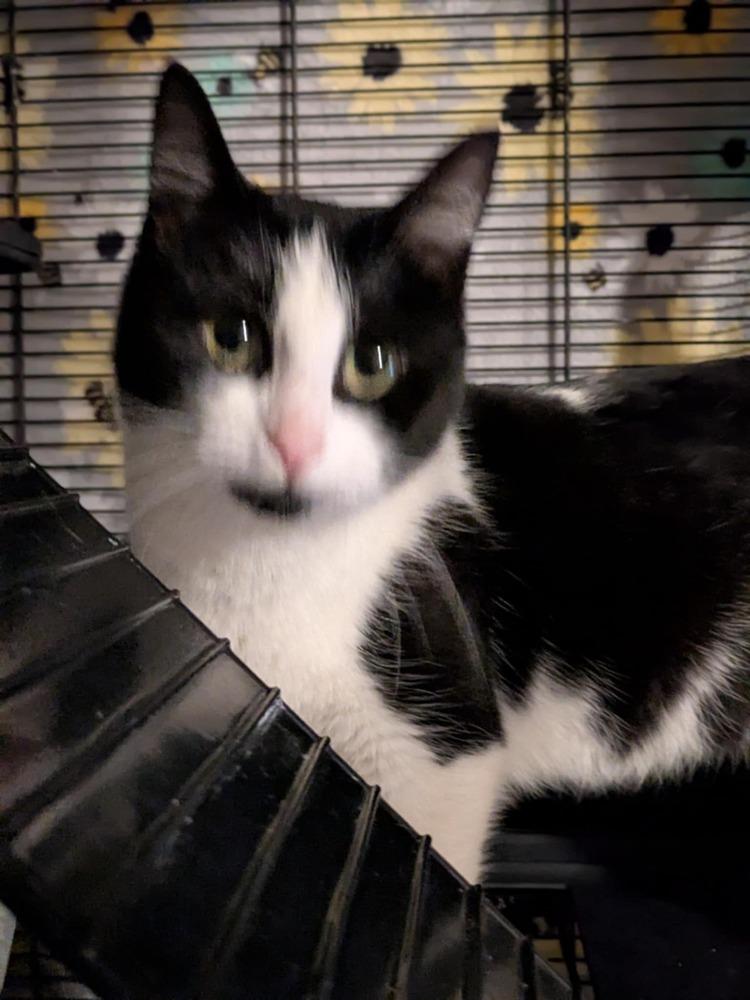 Enlarge Story, a Adoptable Domestic Short Hair in Clinton Township, MI image 2/3