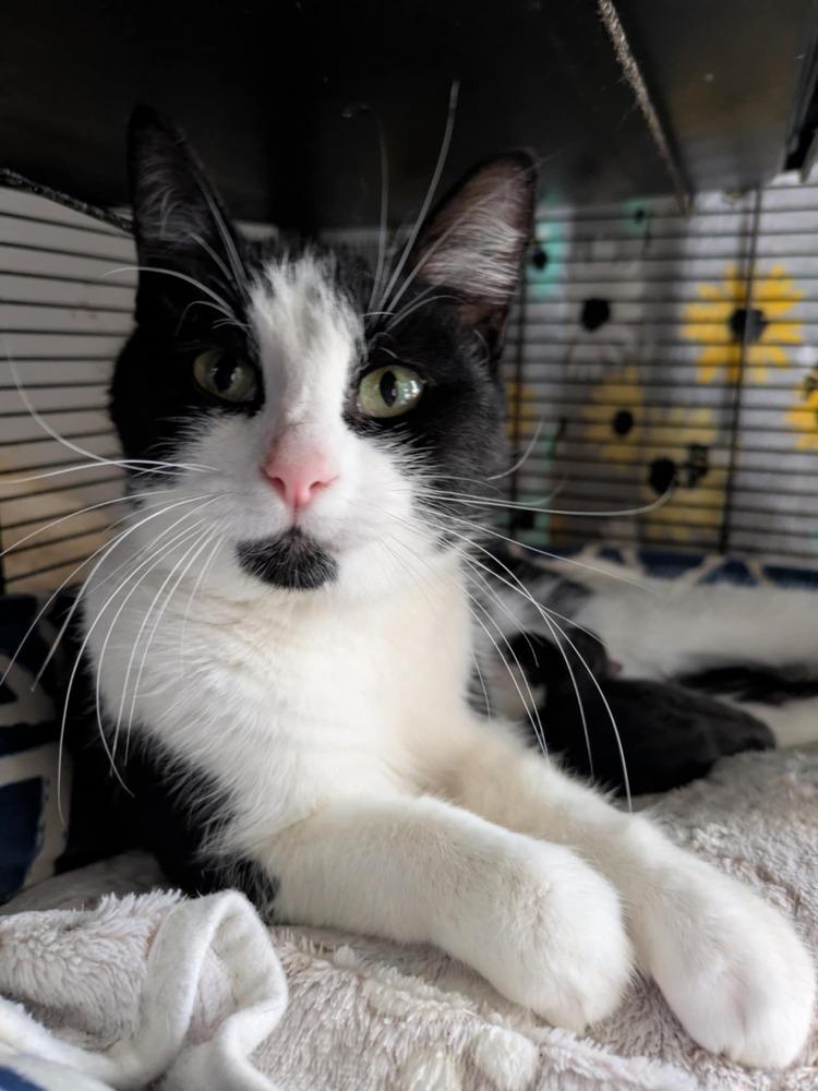 Enlarge Story, a Adoptable Domestic Short Hair in Clinton Township, MI image 3/3