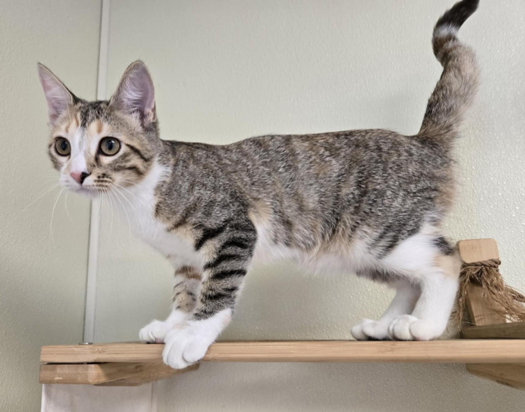 Bambi, an adoptable Domestic Short Hair in Larned, KS, 67550 | Photo Image 1