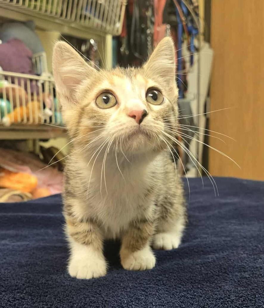 Bambi, an adoptable Domestic Short Hair in Larned, KS, 67550 | Photo Image 1