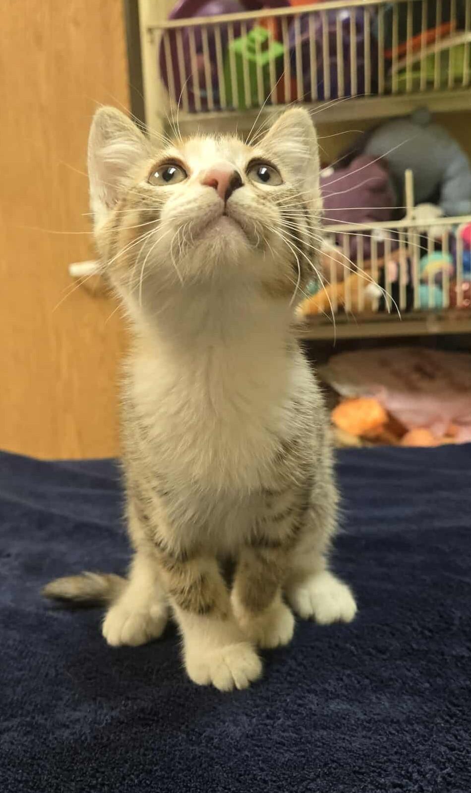 Bambi, an adoptable Domestic Short Hair in Larned, KS, 67550 | Photo Image 2
