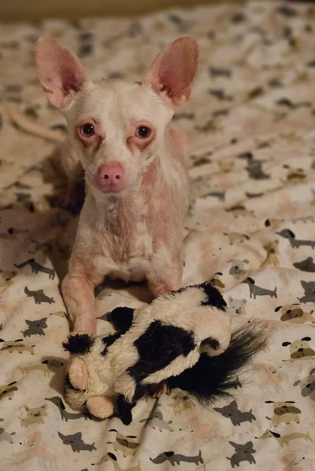 Enlarge Kasper, a Adoptable mixed breed in Selma, CA image 4/4