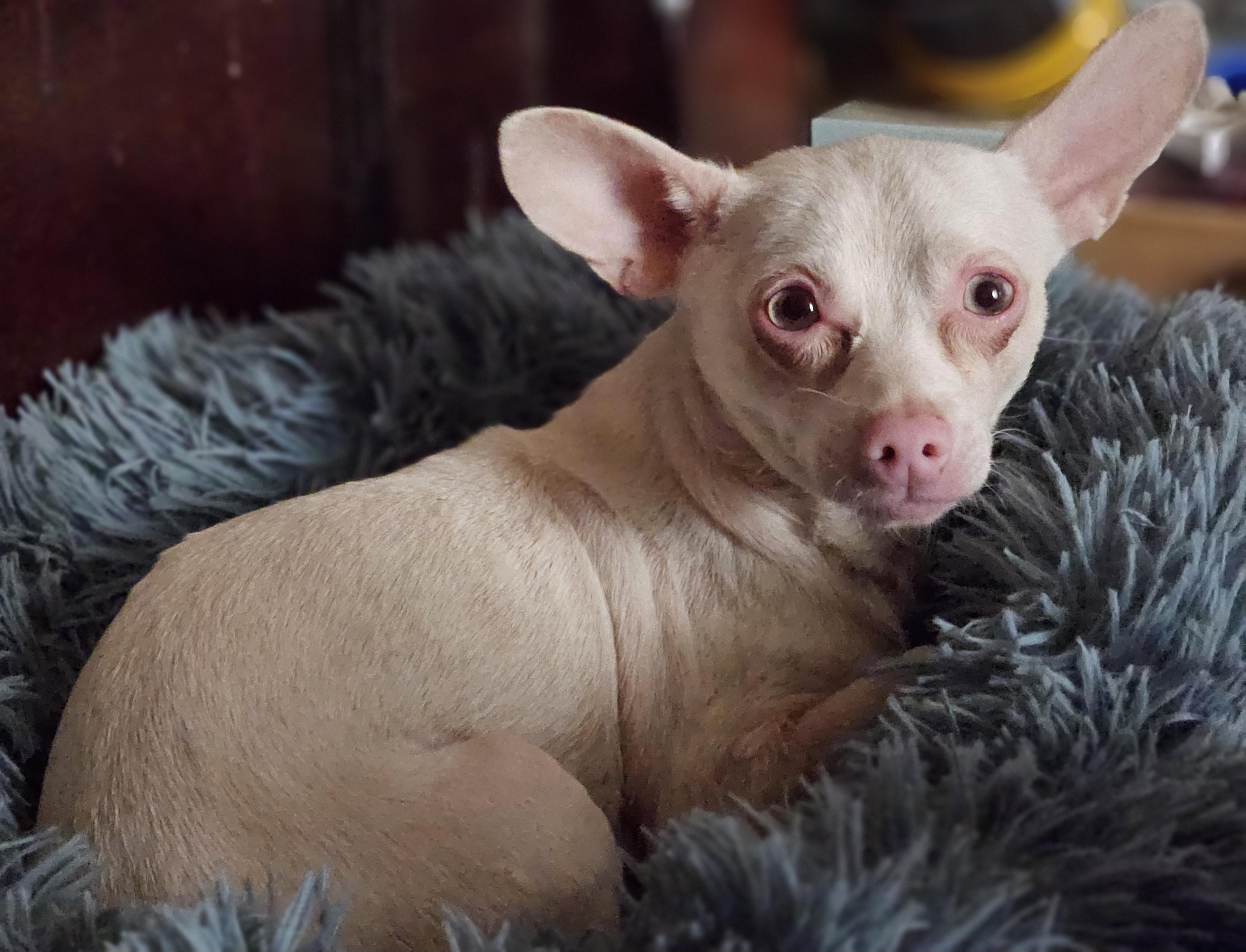 Enlarge Kasper, a Adoptable mixed breed in Selma, CA image 2/4