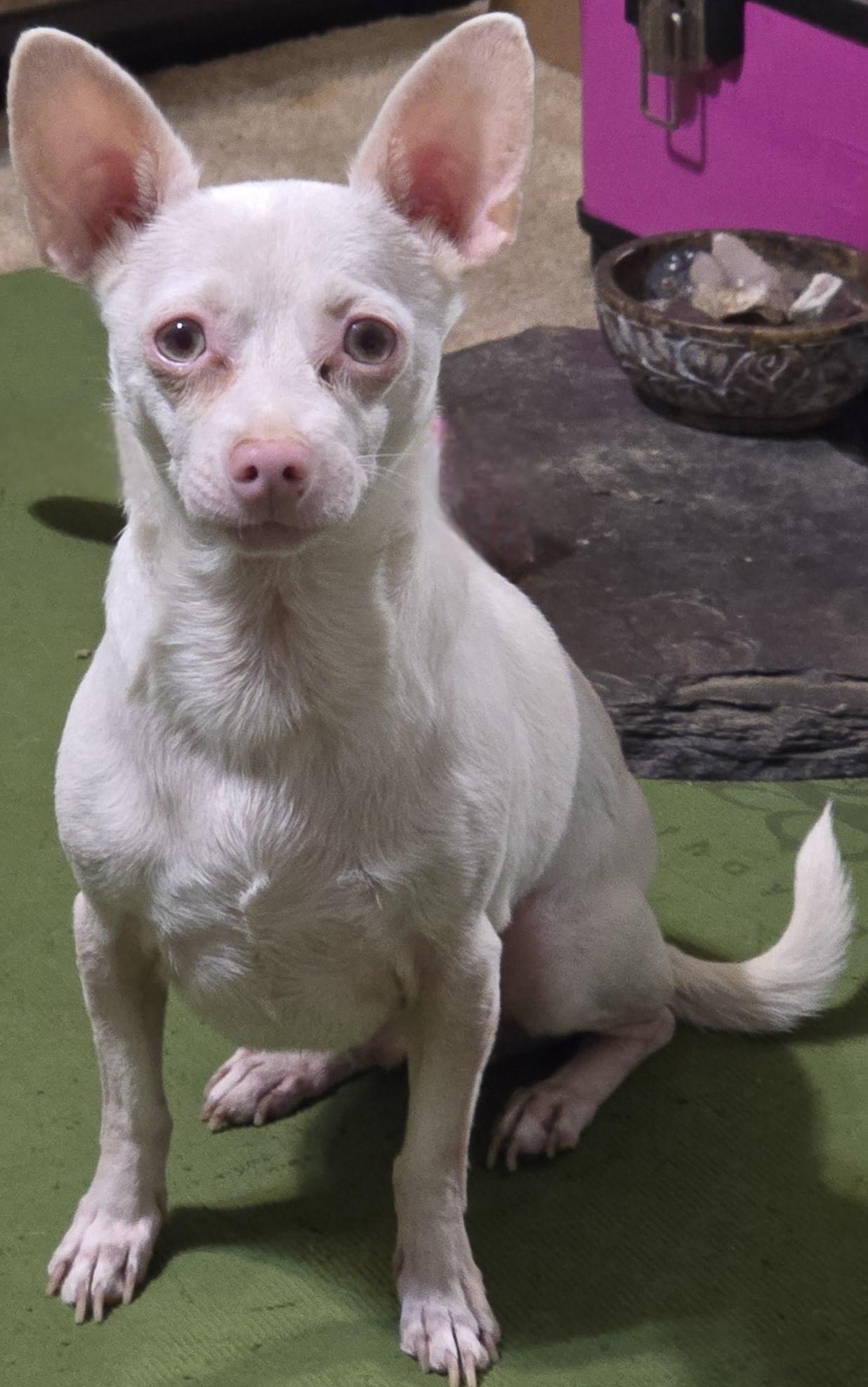 Enlarge Kasper, a Adoptable mixed breed in Selma, CA image 1/4