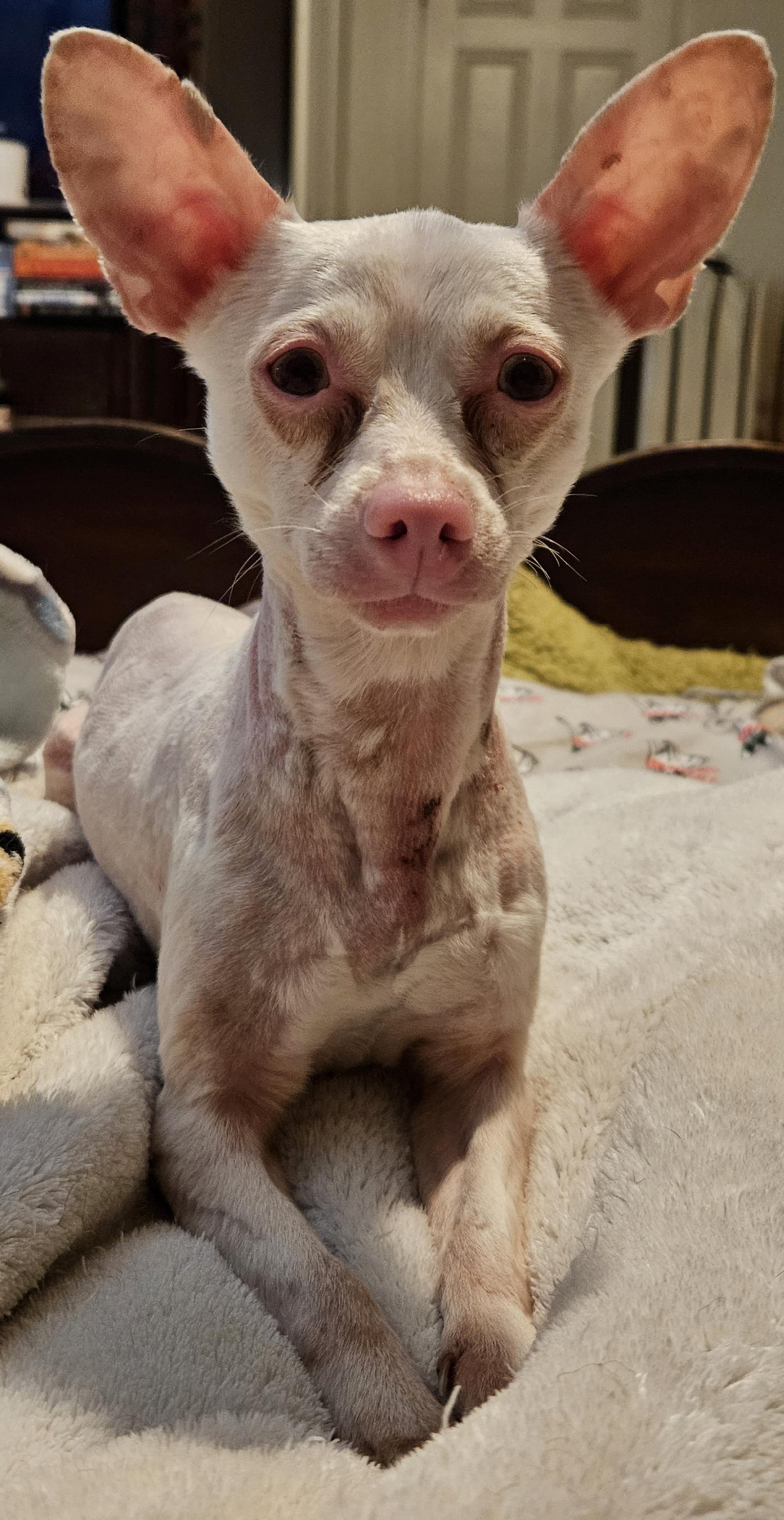 Enlarge Kasper, a Adoptable mixed breed in Selma, CA image 3/4