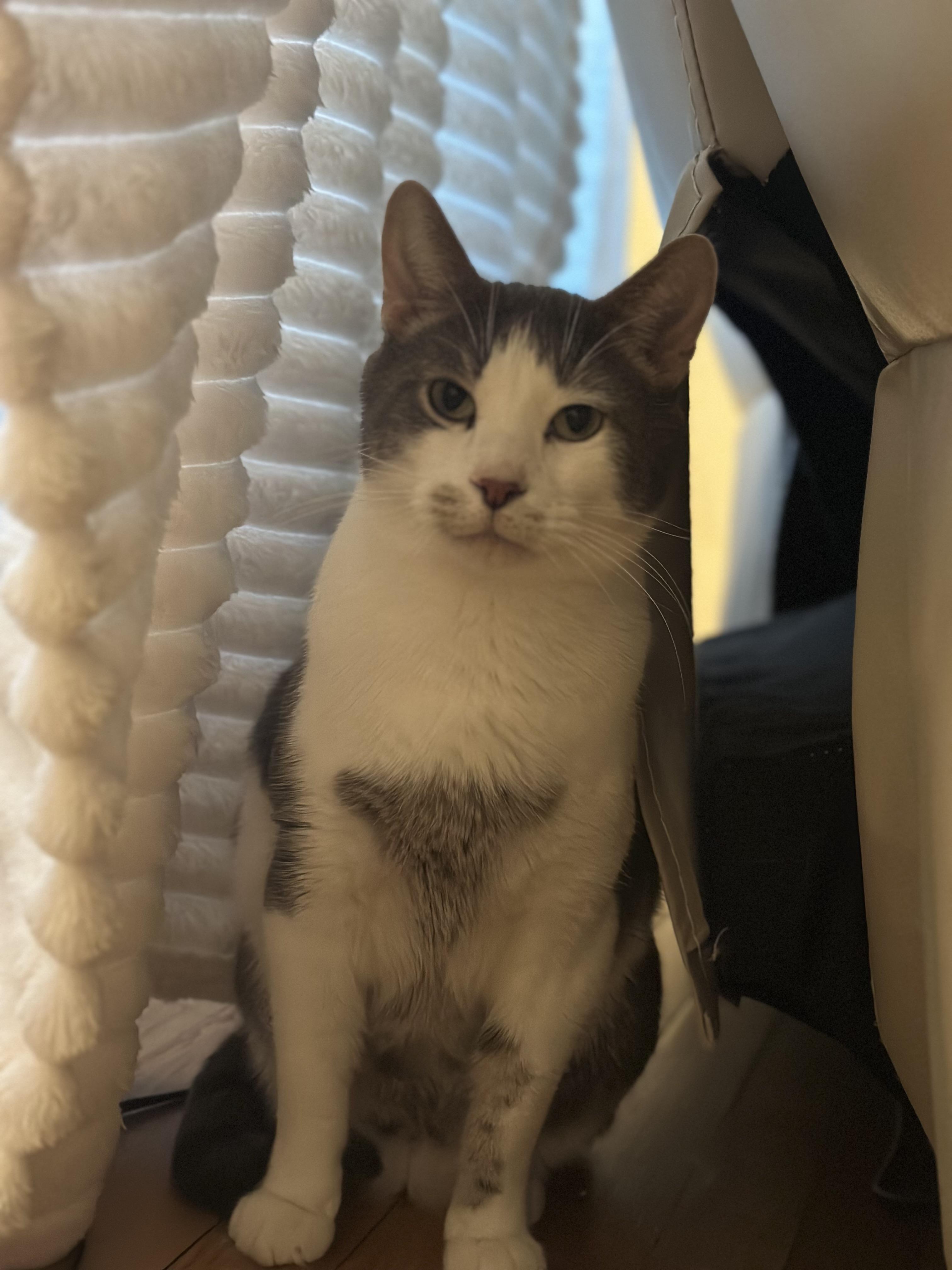 Rory, a ADOPTABLE Domestic Short Hair in Sterling Heights, MI image 2/2