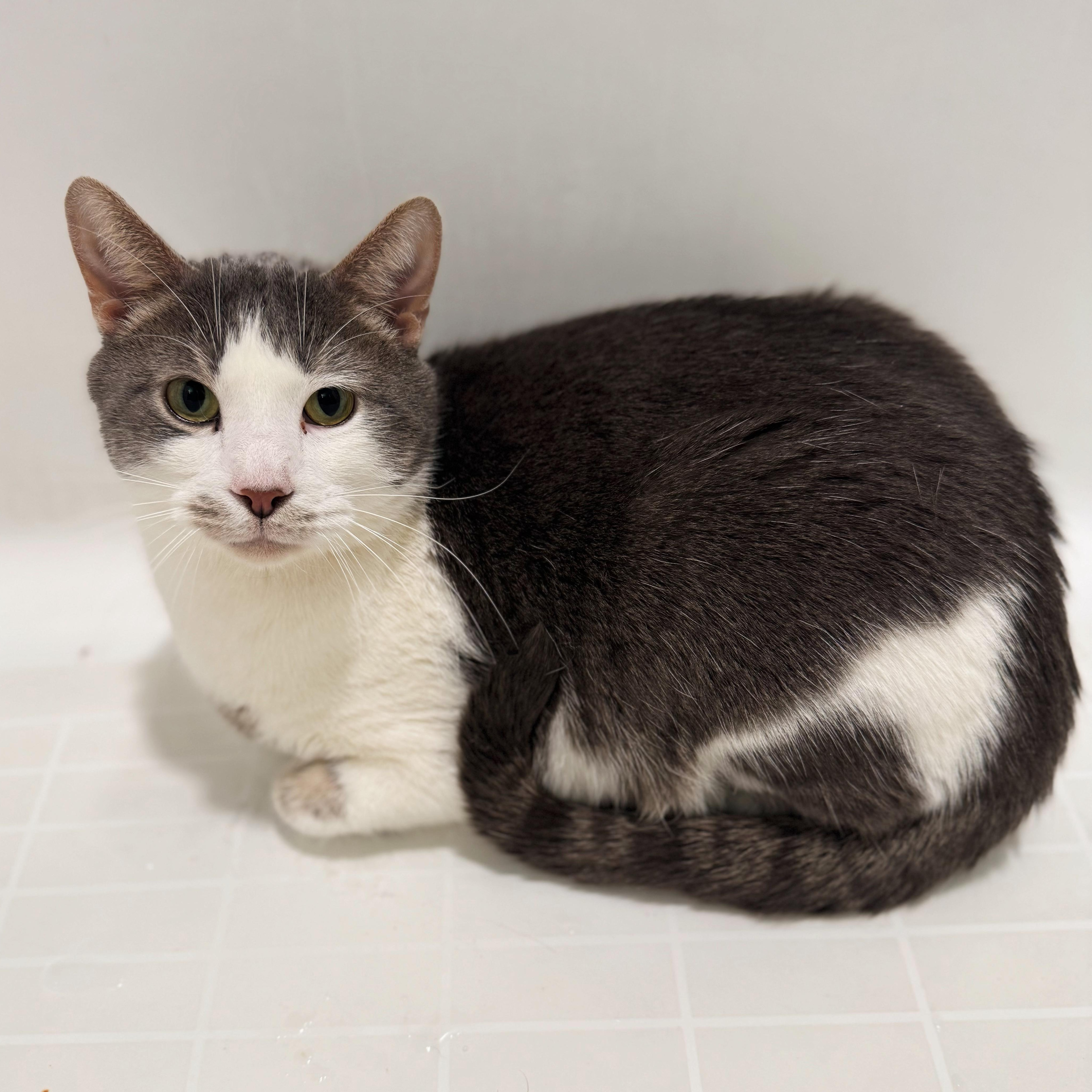 Rory, a ADOPTABLE Domestic Short Hair in Sterling Heights, MI image 1/2