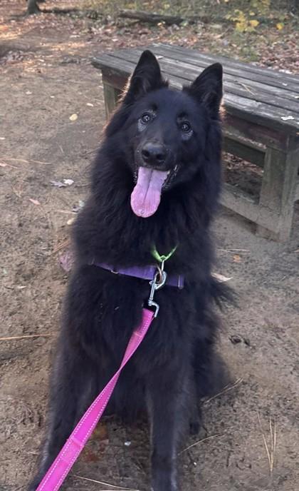 Enlarge Oliver, a Adoptable Belgian Shepherd / Sheepdog in Annapolis, MD image 3/3