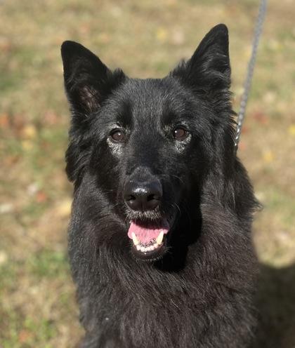 Oliver, Adoptable, Adult Male Belgian Shepherd / Sheepdog.