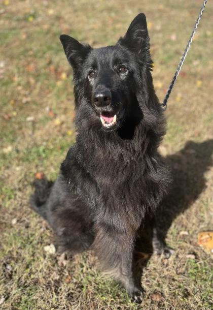 Enlarge Oliver, a Adoptable Belgian Shepherd / Sheepdog in Annapolis, MD image 2/3
