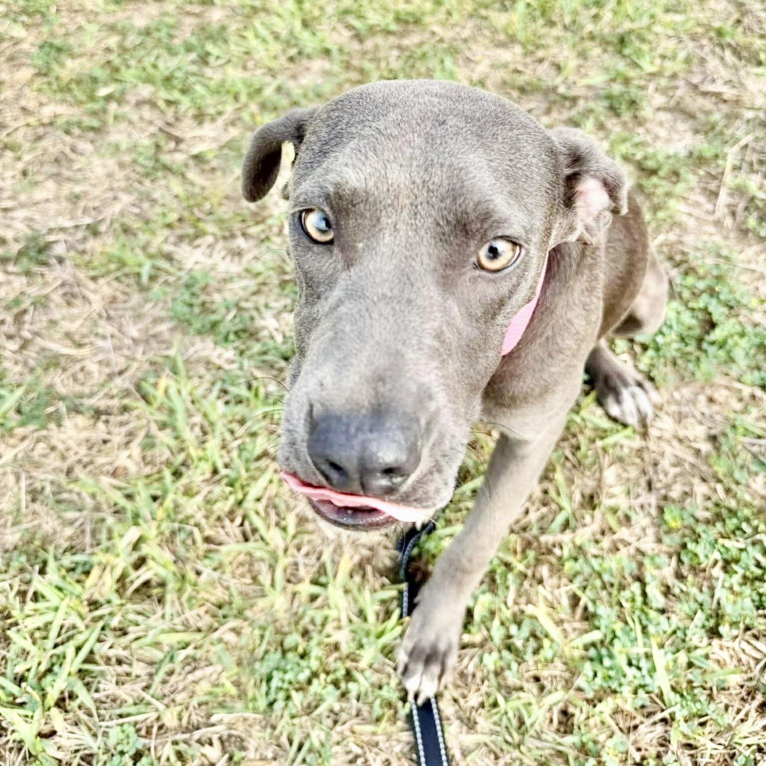 Harley, a Adoptable mixed breed in Latham, NY image 1/6