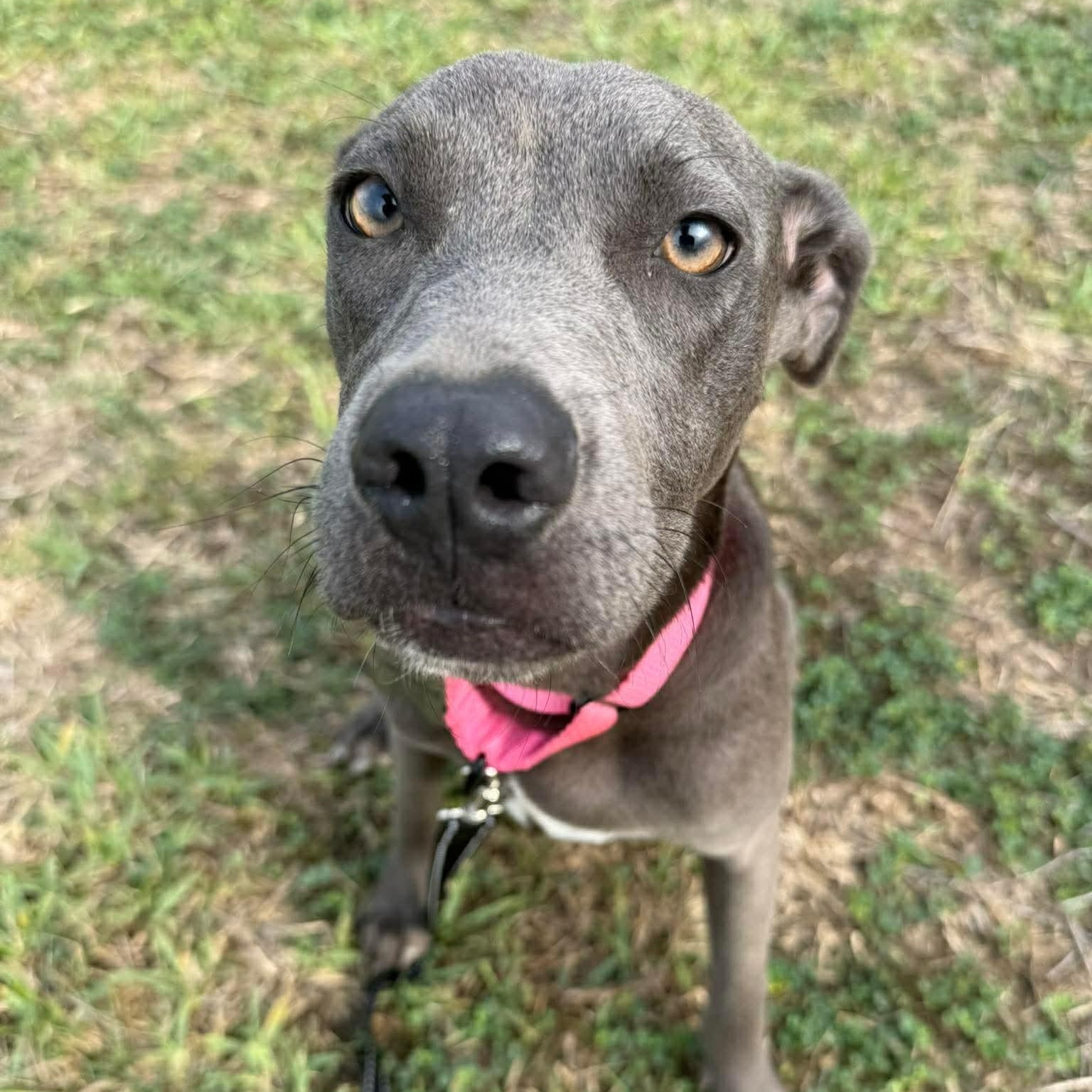 Harley, a Adoptable mixed breed in Latham, NY image 5/6