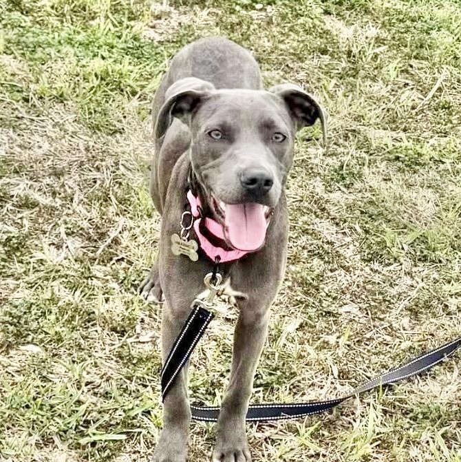 Harley, a Adoptable mixed breed in Latham, NY image 6/6