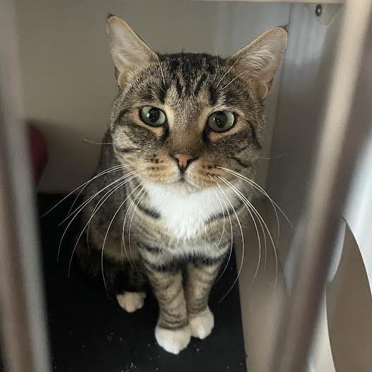 Emmie, a Adoptable Domestic Short Hair in Prescott, AZ image 1/4