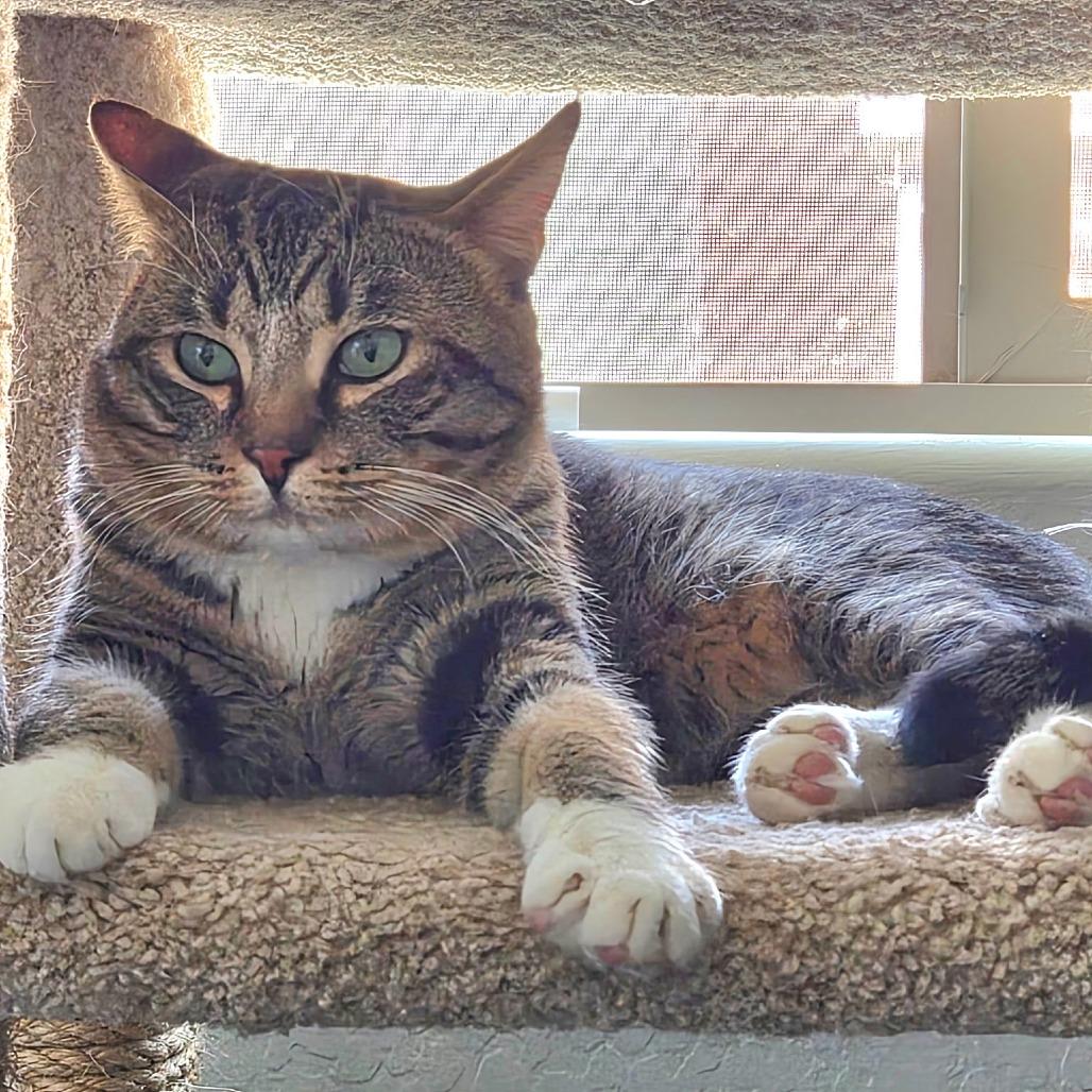 Emmie, a Adoptable Domestic Short Hair in Prescott, AZ image 2/4