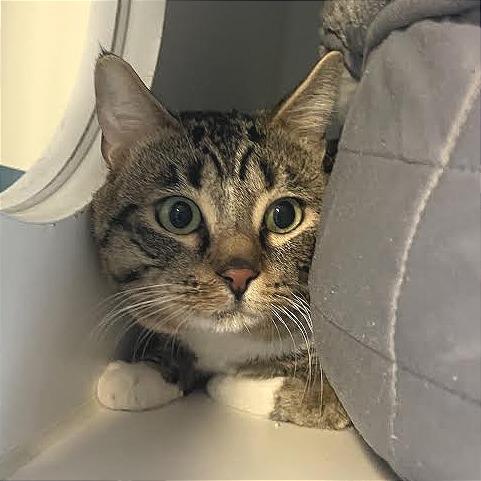Emmie, a Adoptable Domestic Short Hair in Prescott, AZ image 3/4