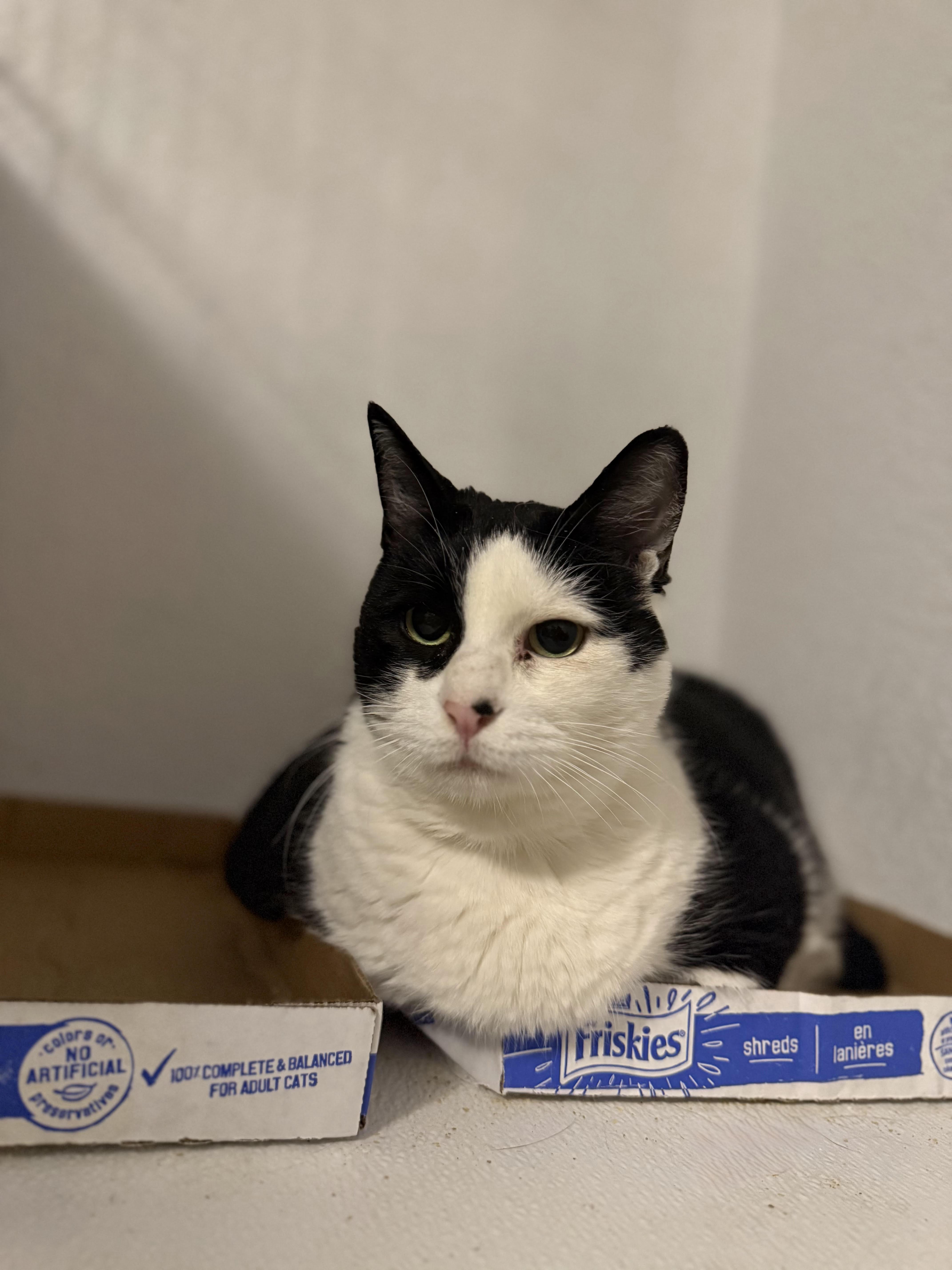 Enlarge Lady, a ADOPTABLE American Shorthair in Fertile, MN image 1/1