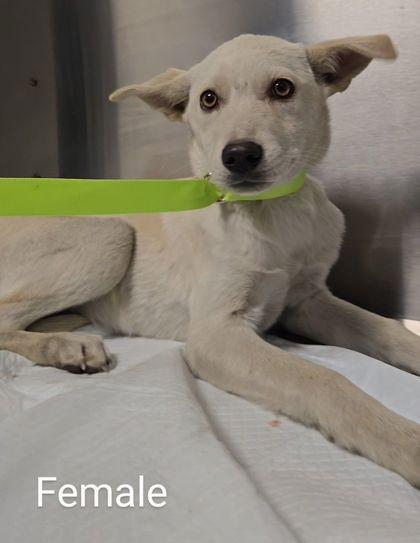 Marshmallow, Adoptable, Puppy Female Shepherd & Mixed Breed.