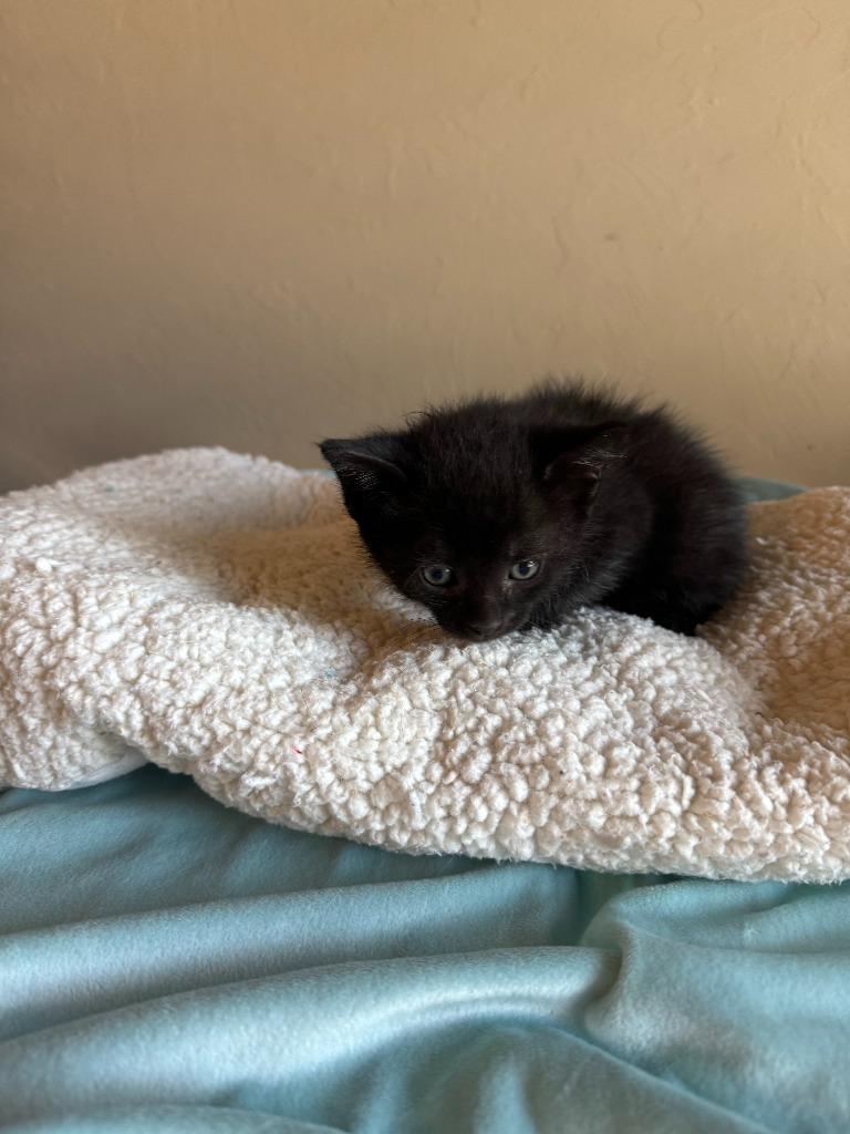 Orion, Adopted, Young Male Domestic Short Hair.