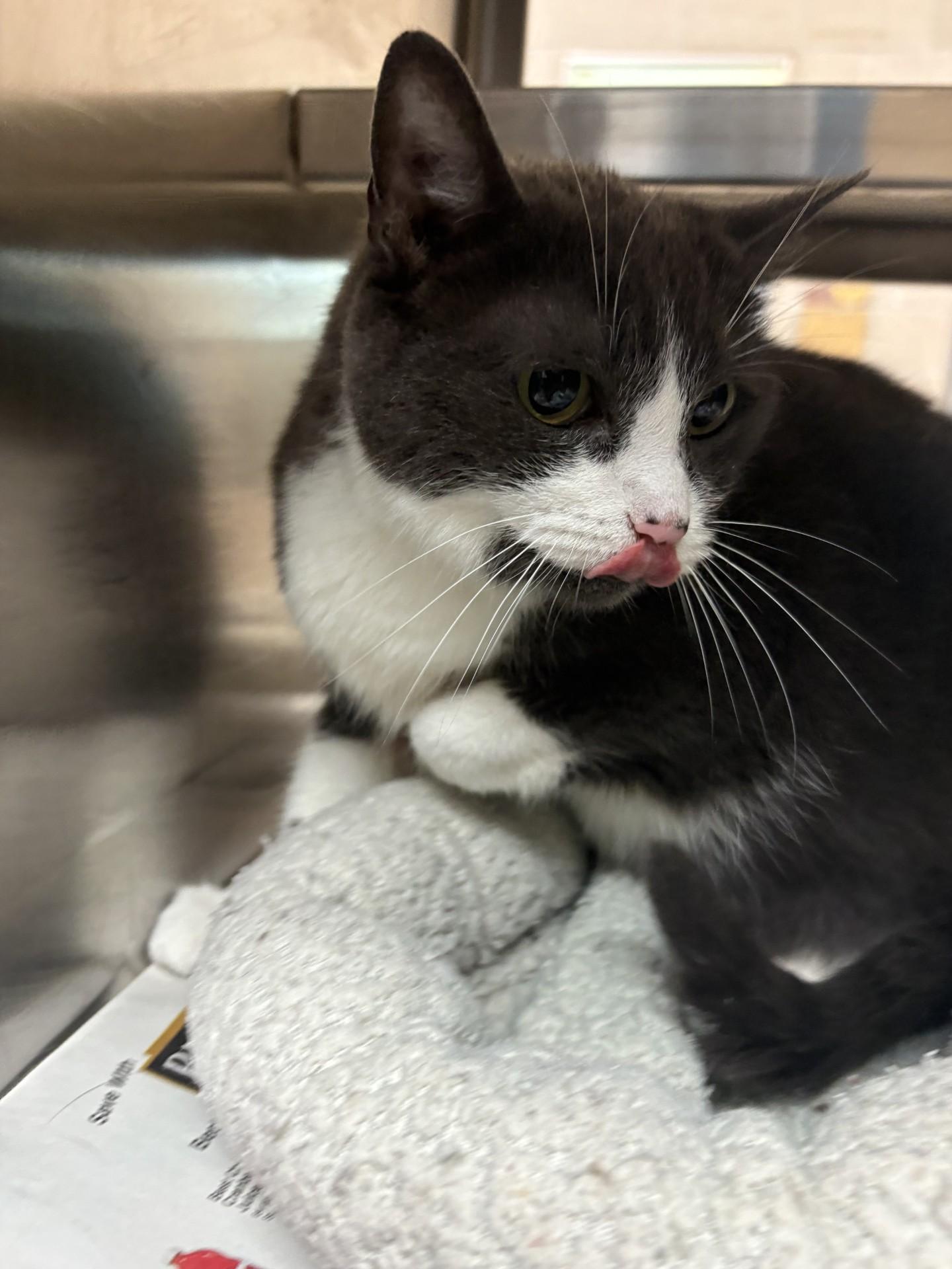 Enlarge 26-0439 "Chicken wing", a Adoptable Domestic Short Hair in Leavenworth, KS image 1/1
