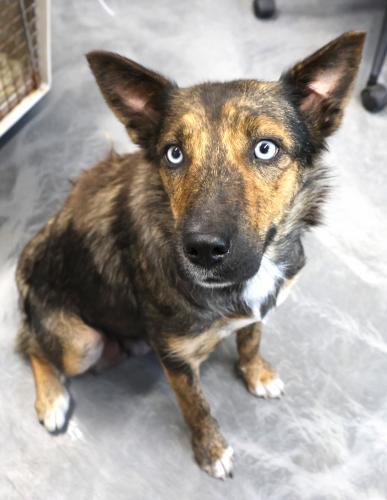 Mimi, Adoptable, Adult Female Shepherd & Husky.