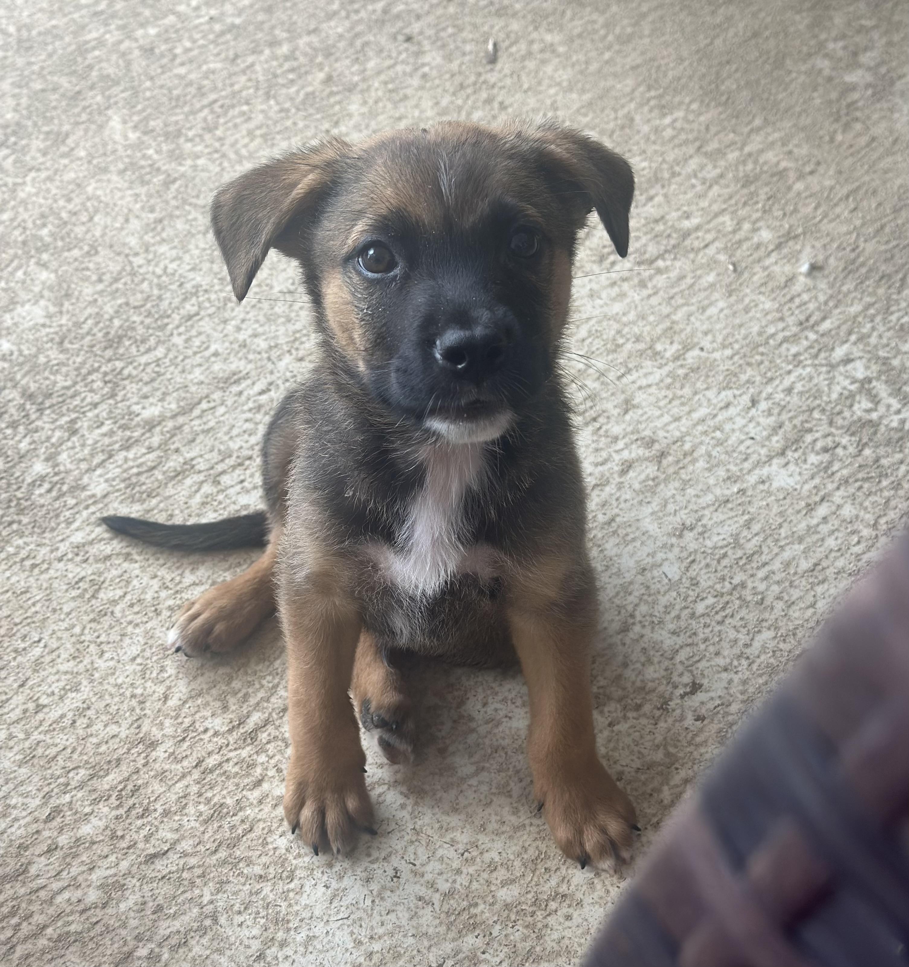 Shep photo 1