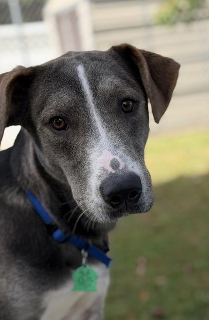 Oakland, a Adoptable mixed breed in Bensalem, PA image 1/3