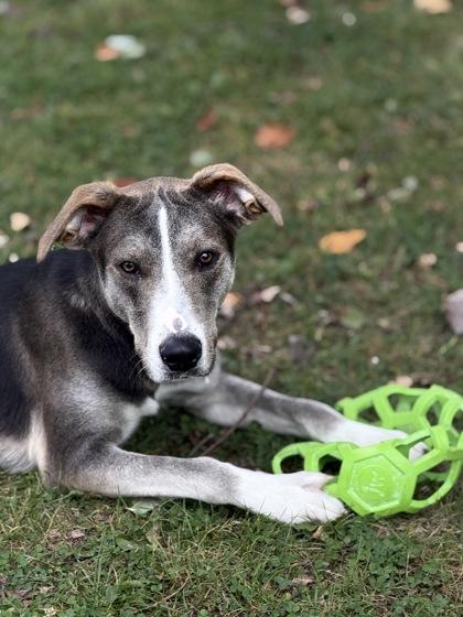 Oakland, a Adoptable mixed breed in Bensalem, PA image 2/3