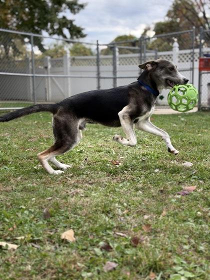 Oakland, a Adoptable mixed breed in Bensalem, PA image 3/3