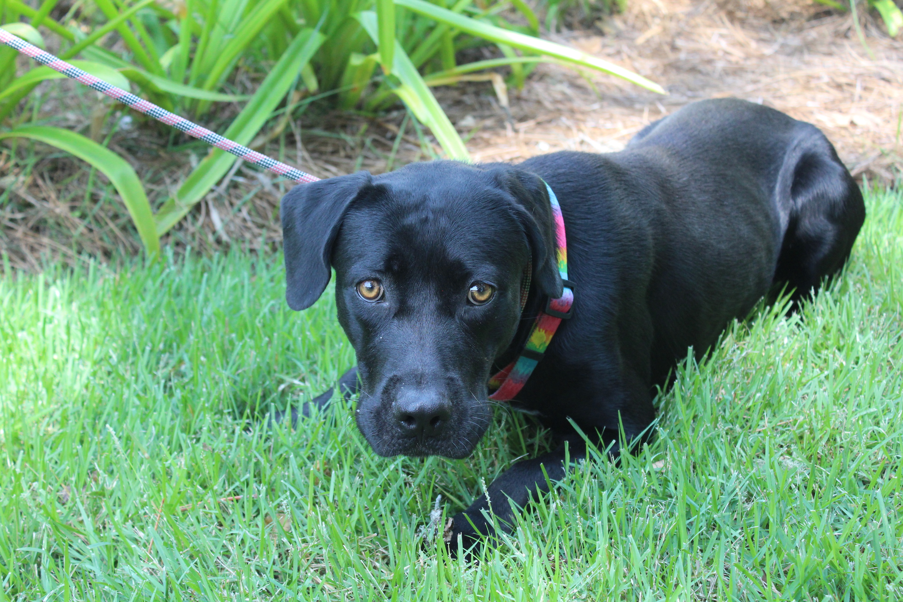 Lauren, an adopted Black Labrador Retriever Mix in Brunswick, GA_image-1