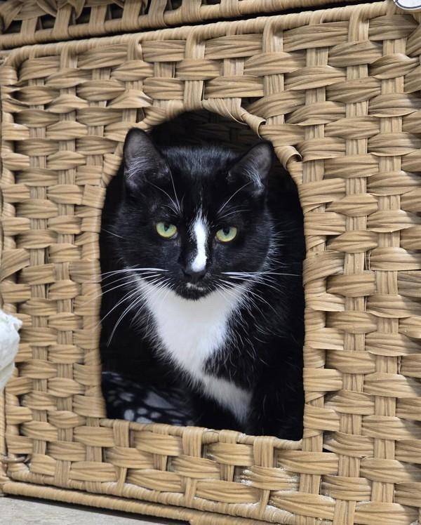 Penelope, Adoptable, Adult Female Domestic Short Hair.