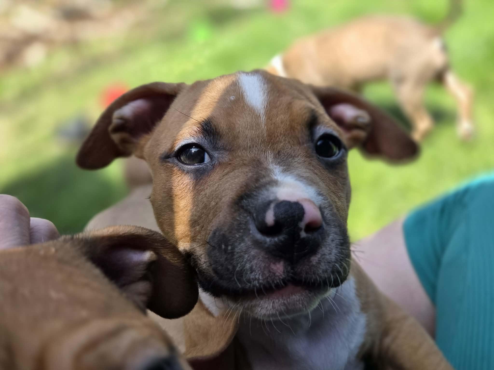 Enlarge Noah, a ADOPTABLE mixed breed in Appin, ON image 1/5