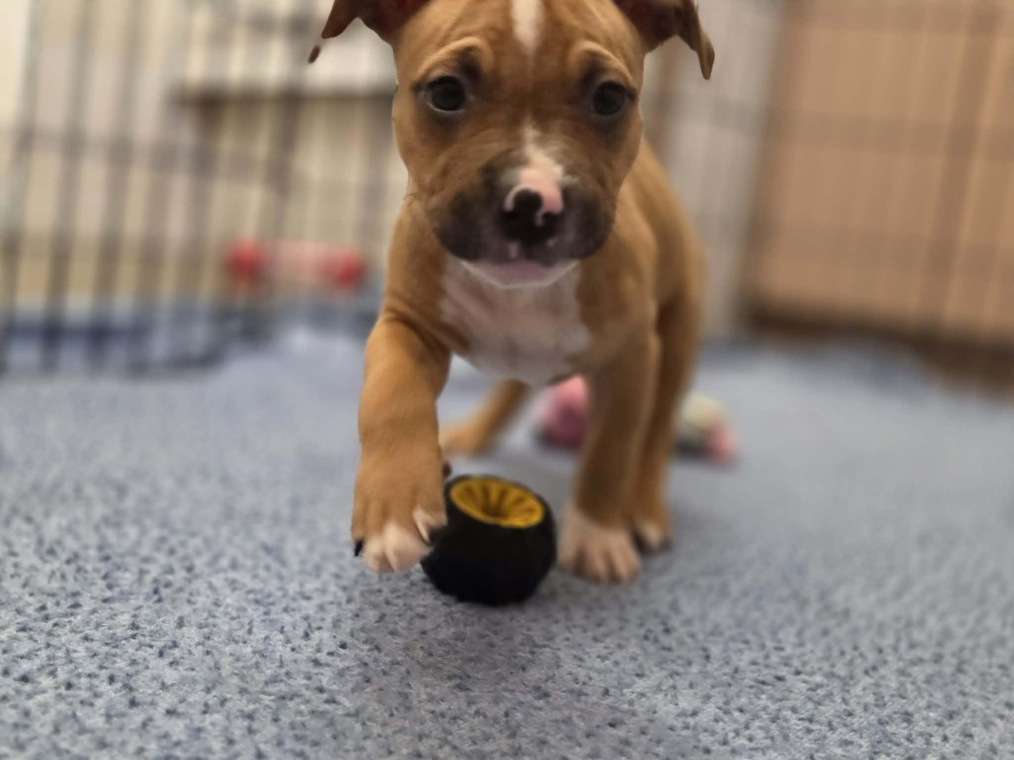 Enlarge Noah, a ADOPTABLE mixed breed in Appin, ON image 4/5