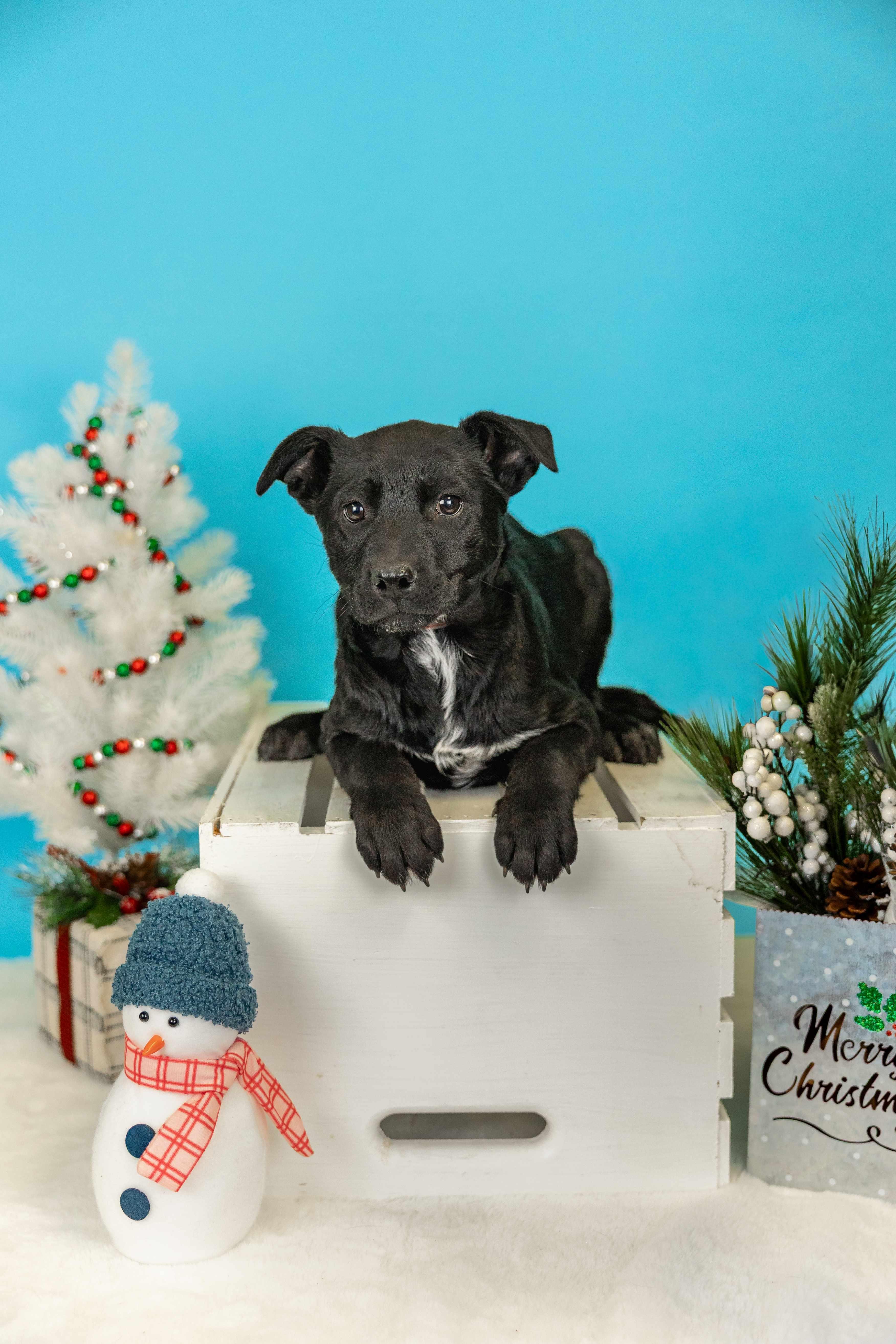 1080-25, ADOPTABLE, Young Female Labrador Retriever.