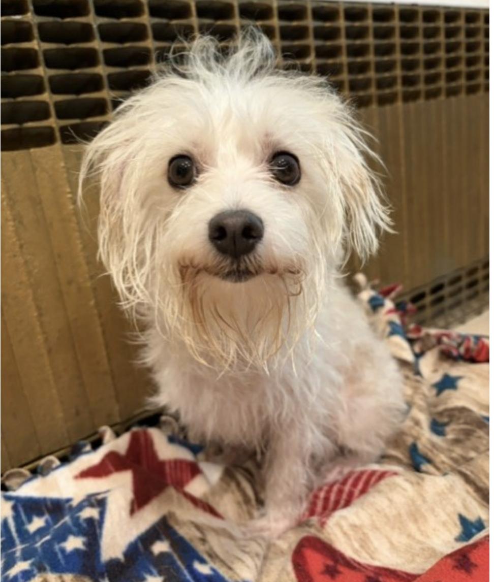 BRIGHTON, adopted, Young Male Maltese & Chihuahua.