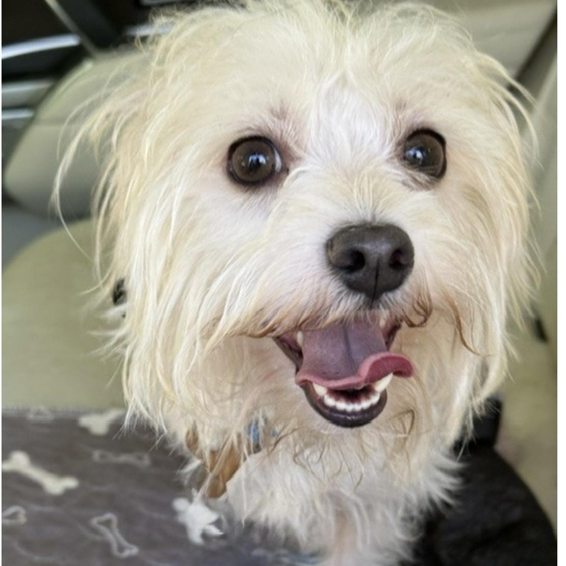 BRIGHTON, an adopted mixed breed in berlin, CT image 5/6