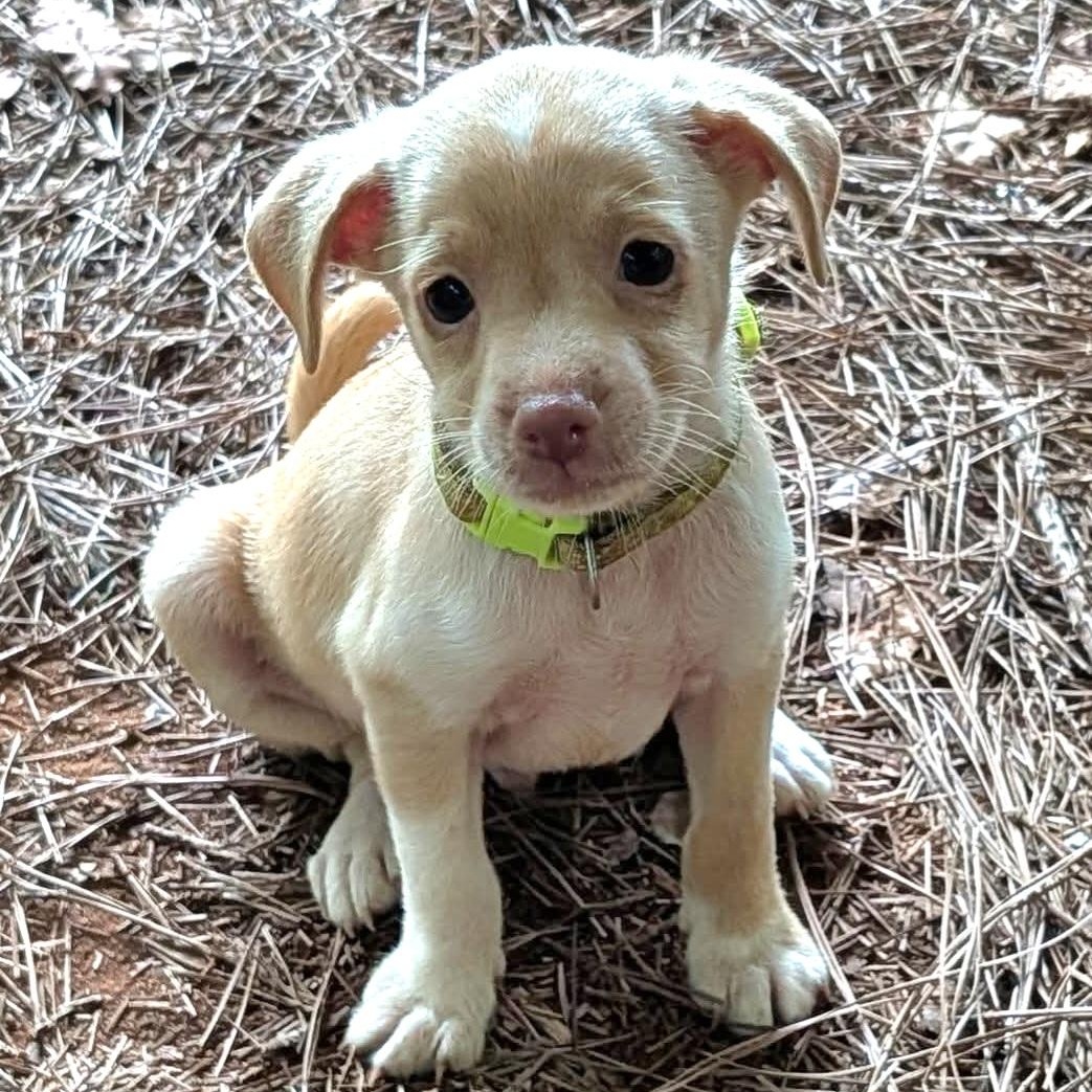 Romeo, an adopted mixed breed in Milledgeville, GA image 4/5