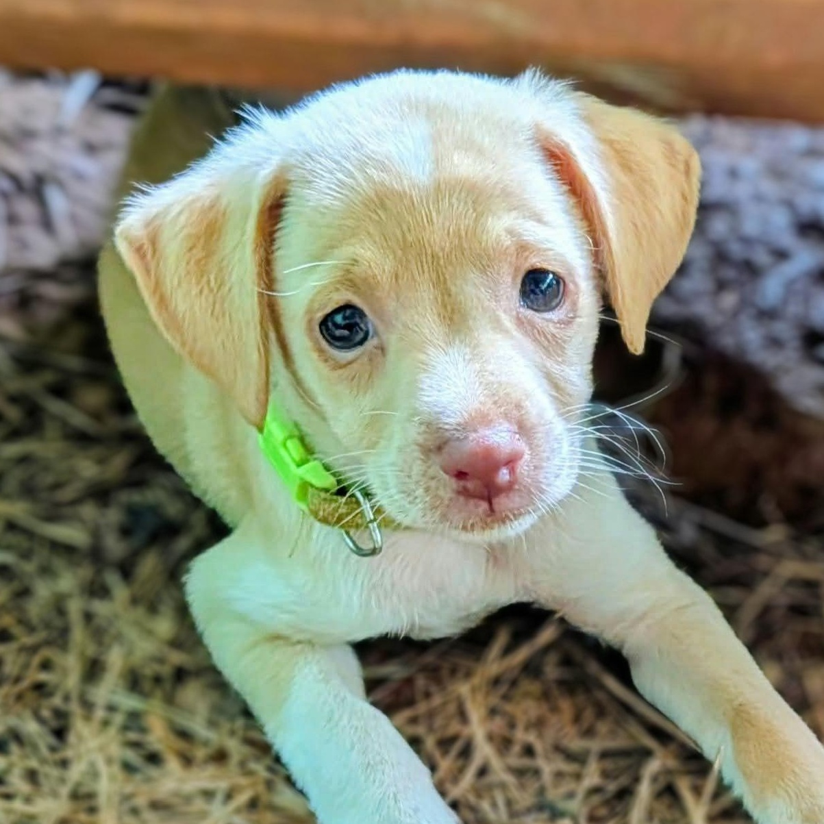 Romeo, adopted, Puppy Male Miniature Pinscher & Chihuahua.
