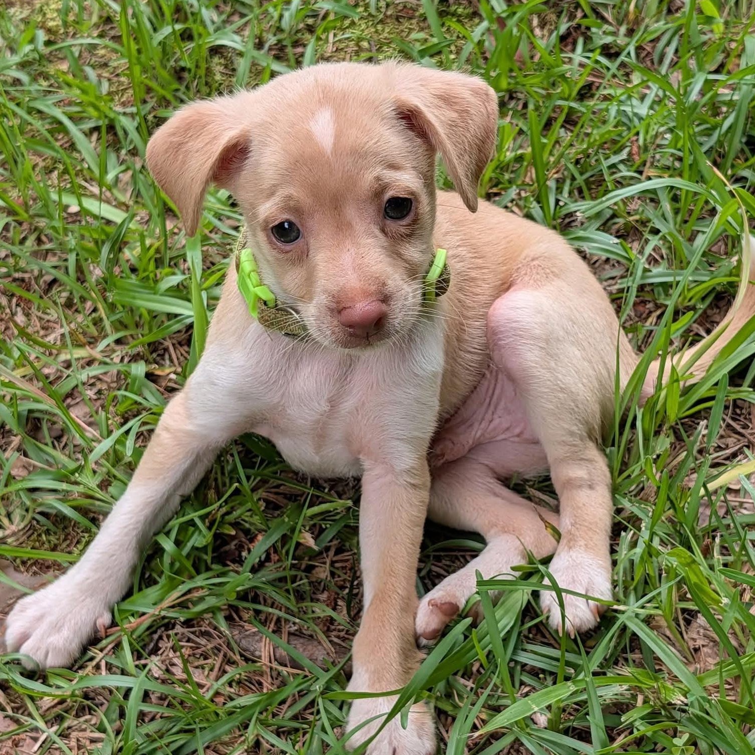 Romeo, an adopted mixed breed in Milledgeville, GA image 2/5